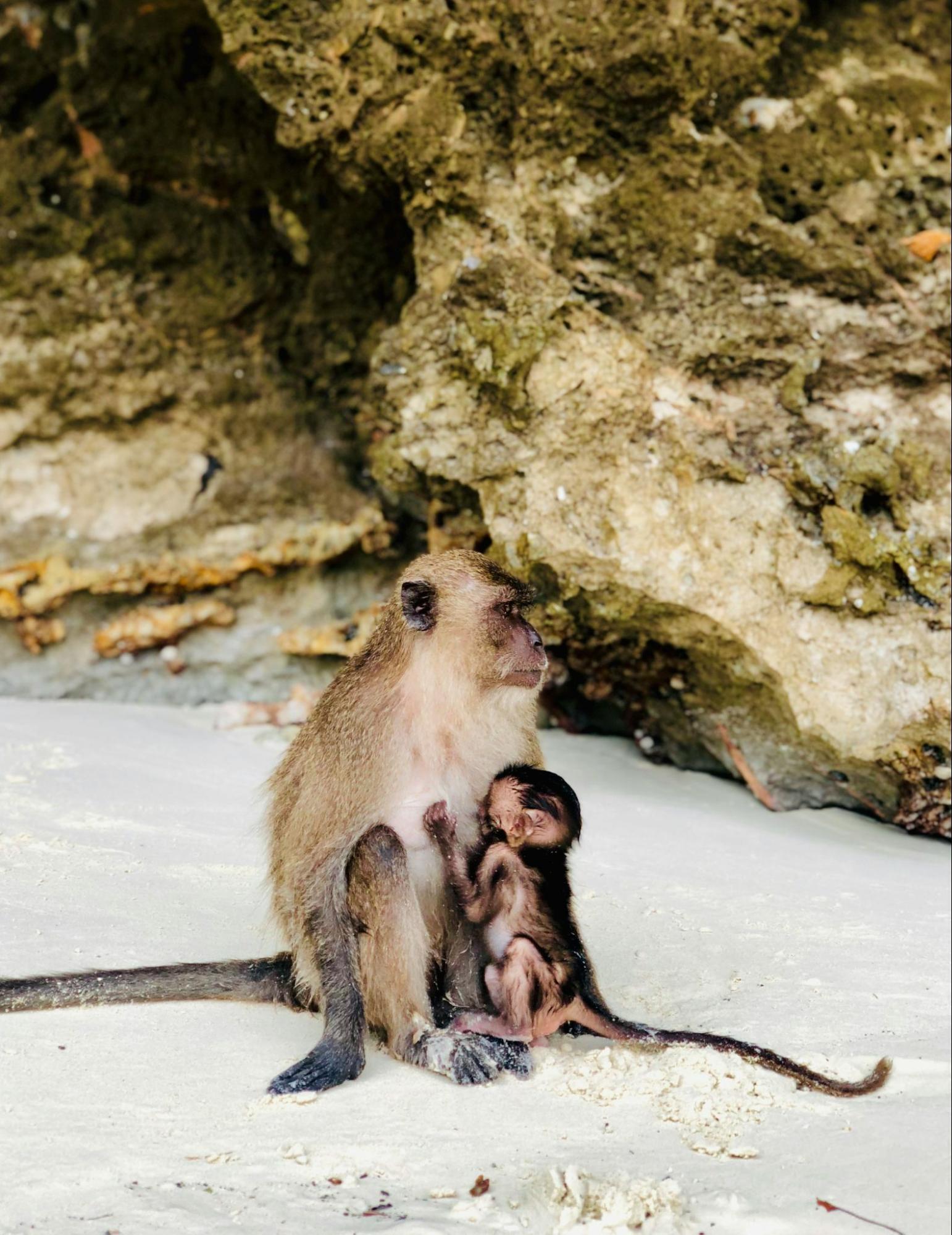 Monkey with its baby resting on a sandy beach near rocky cliffs