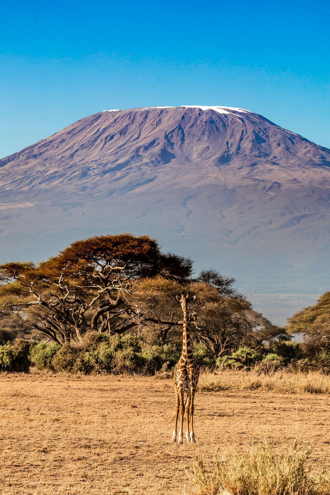 Giraffe standing on the plains near Mount Kilimanjaro