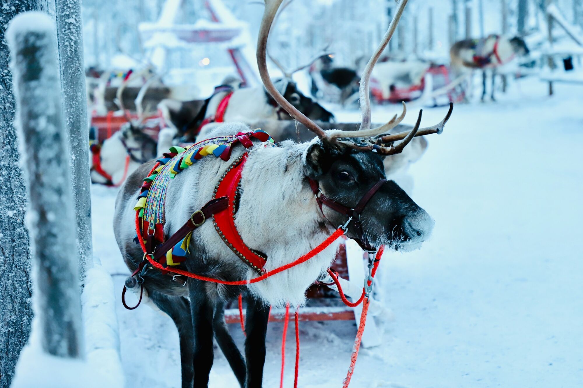 Reindeer sleighs prepared for winter tours in Finnish Lapland