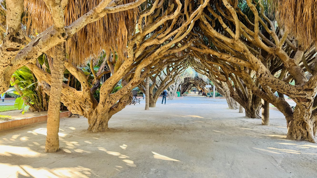 Shaded walkway formed by intertwined trees at Hamma Botanical Garden