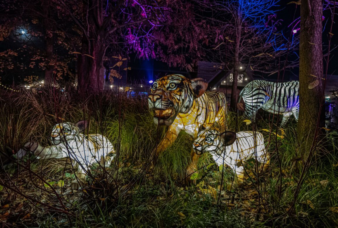 Illuminated tiger and cub lanterns on display during Chester Zoo’s Lanterns and Light event