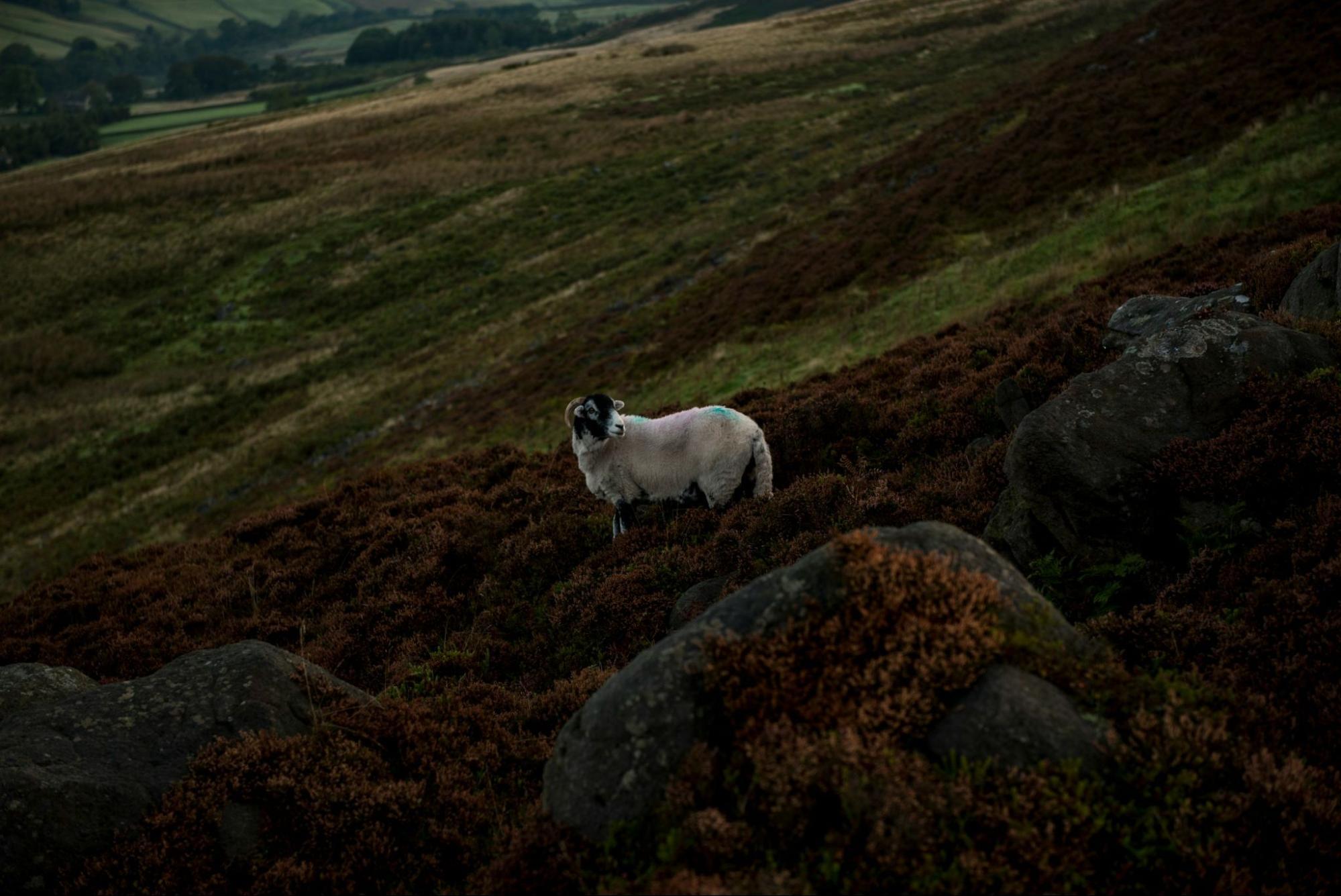 Sheep standing on a hillside in the Yorkshire Moors