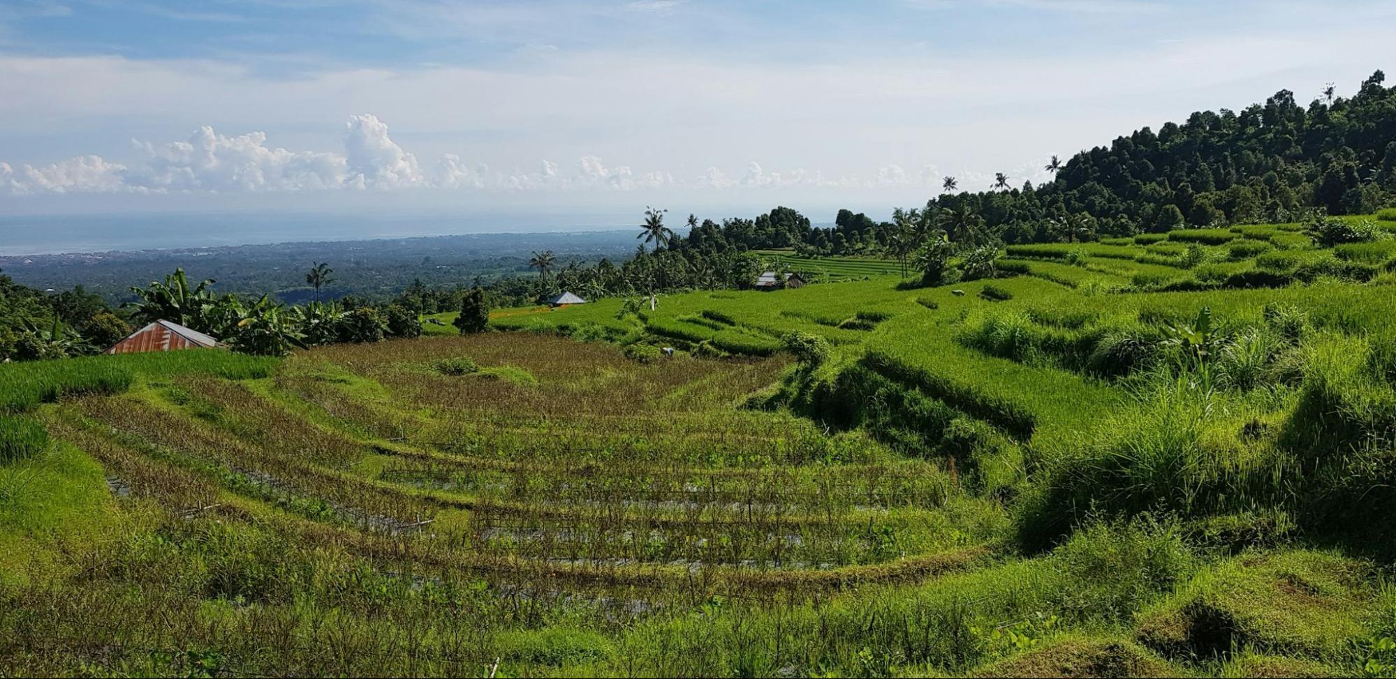 Rice terraces and rural landscape on Bali’s southwest coast