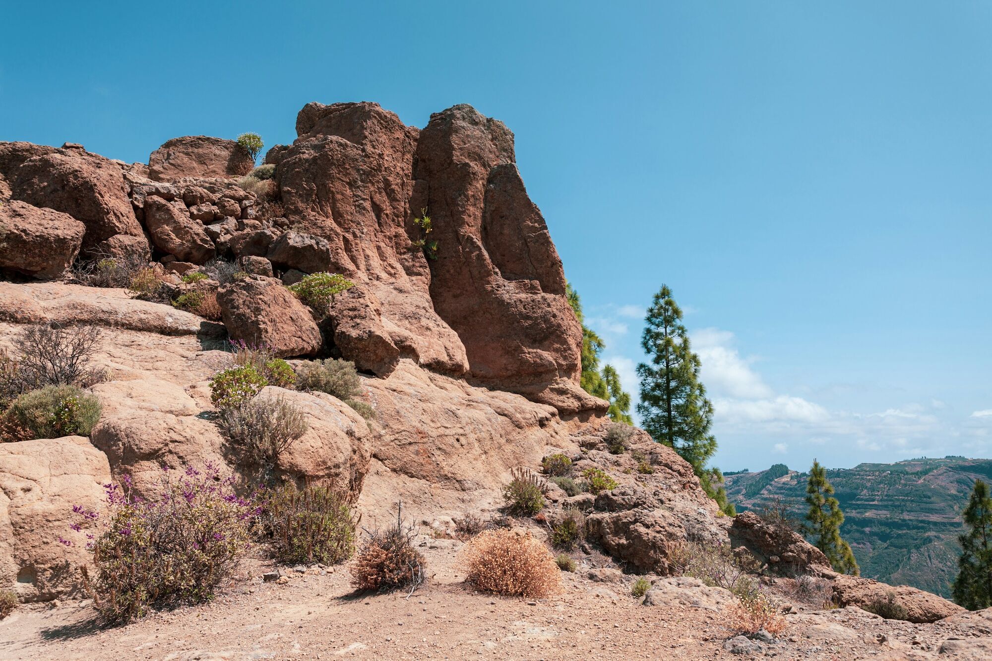 Volcanic rock formations and pine trees in Gran Canaria