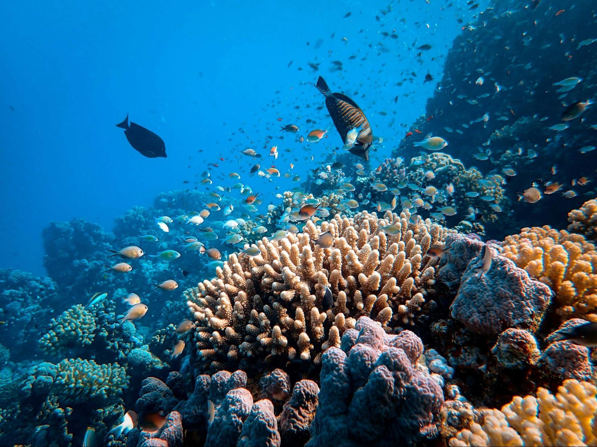 Colorful coral reef in the Red Sea with tropical fish swimming among the corals