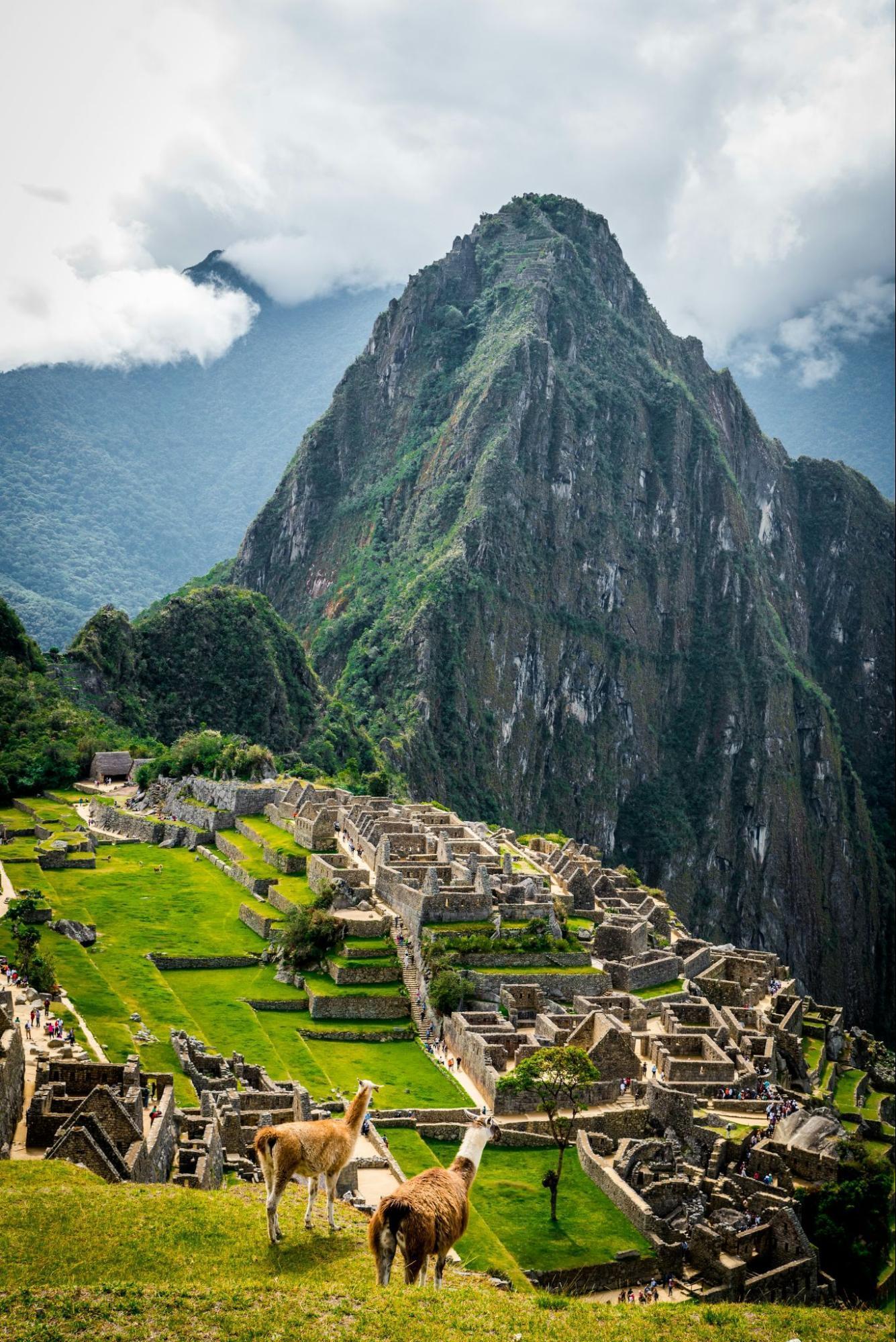 Llamas overlooking Machu Picchu and surrounding Andean mountains