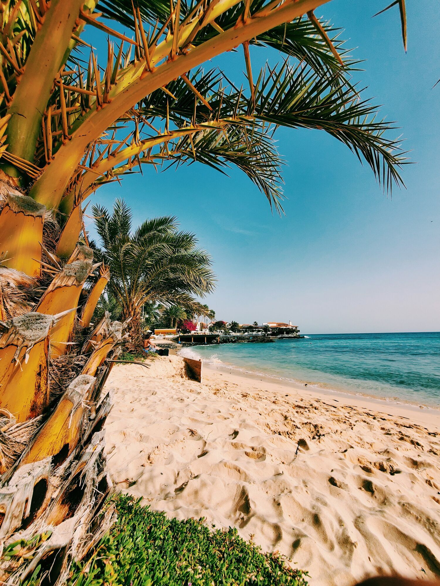 Palm-lined beach in Cape Verde