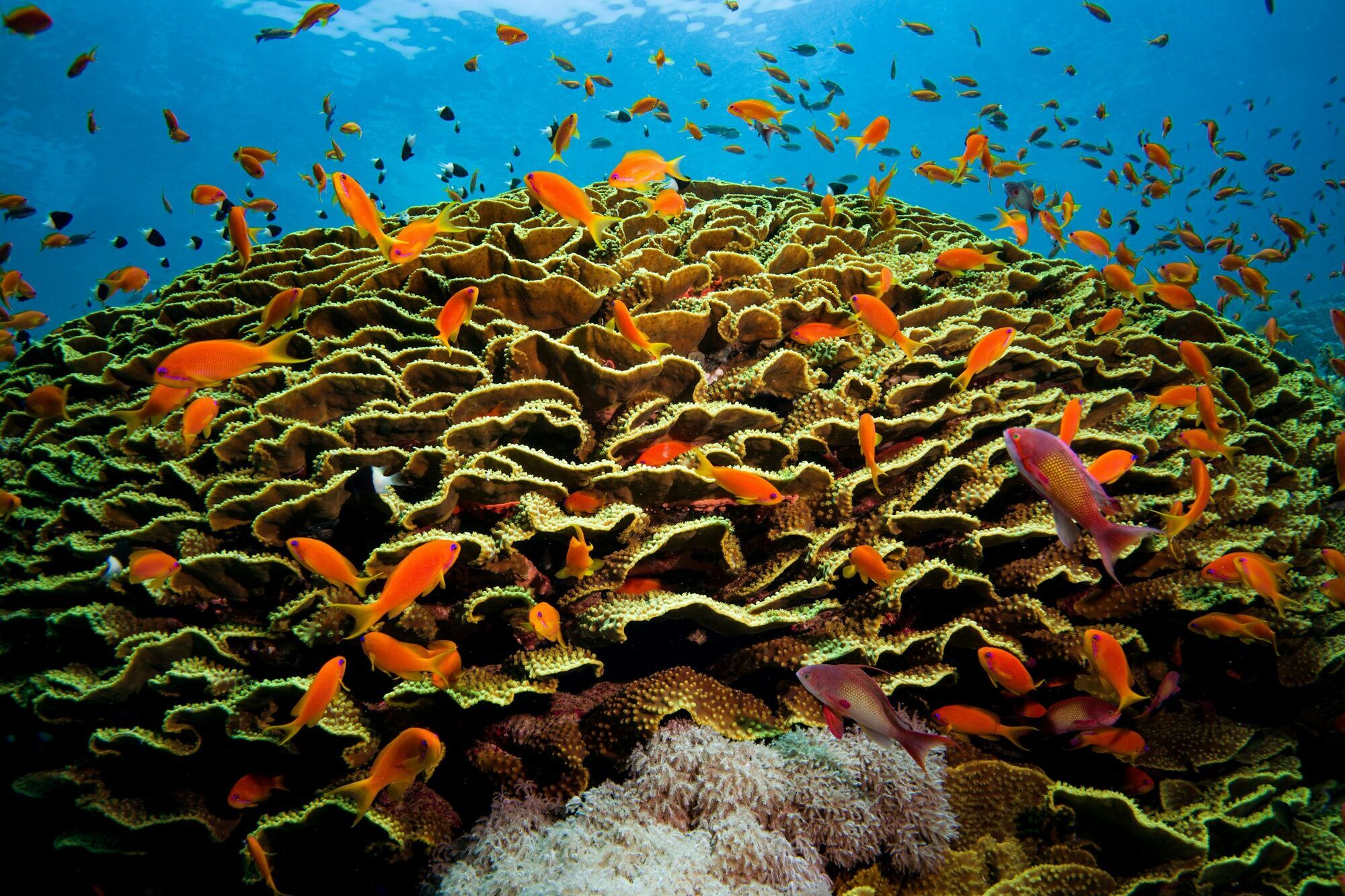 Coral reef and tropical fish near Hurghada