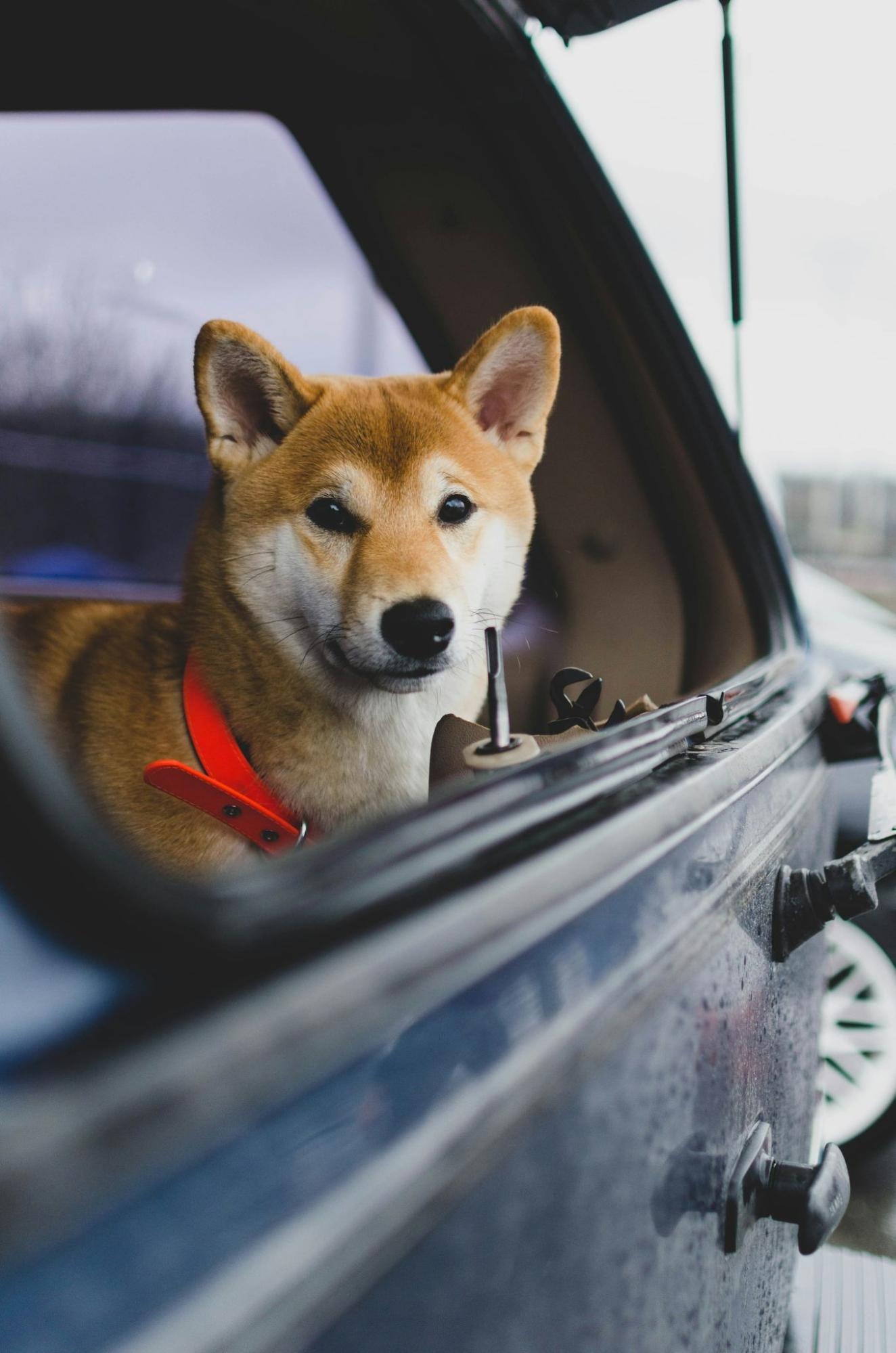 Dog inside a parked car at an airport during New Year’s Eve night.