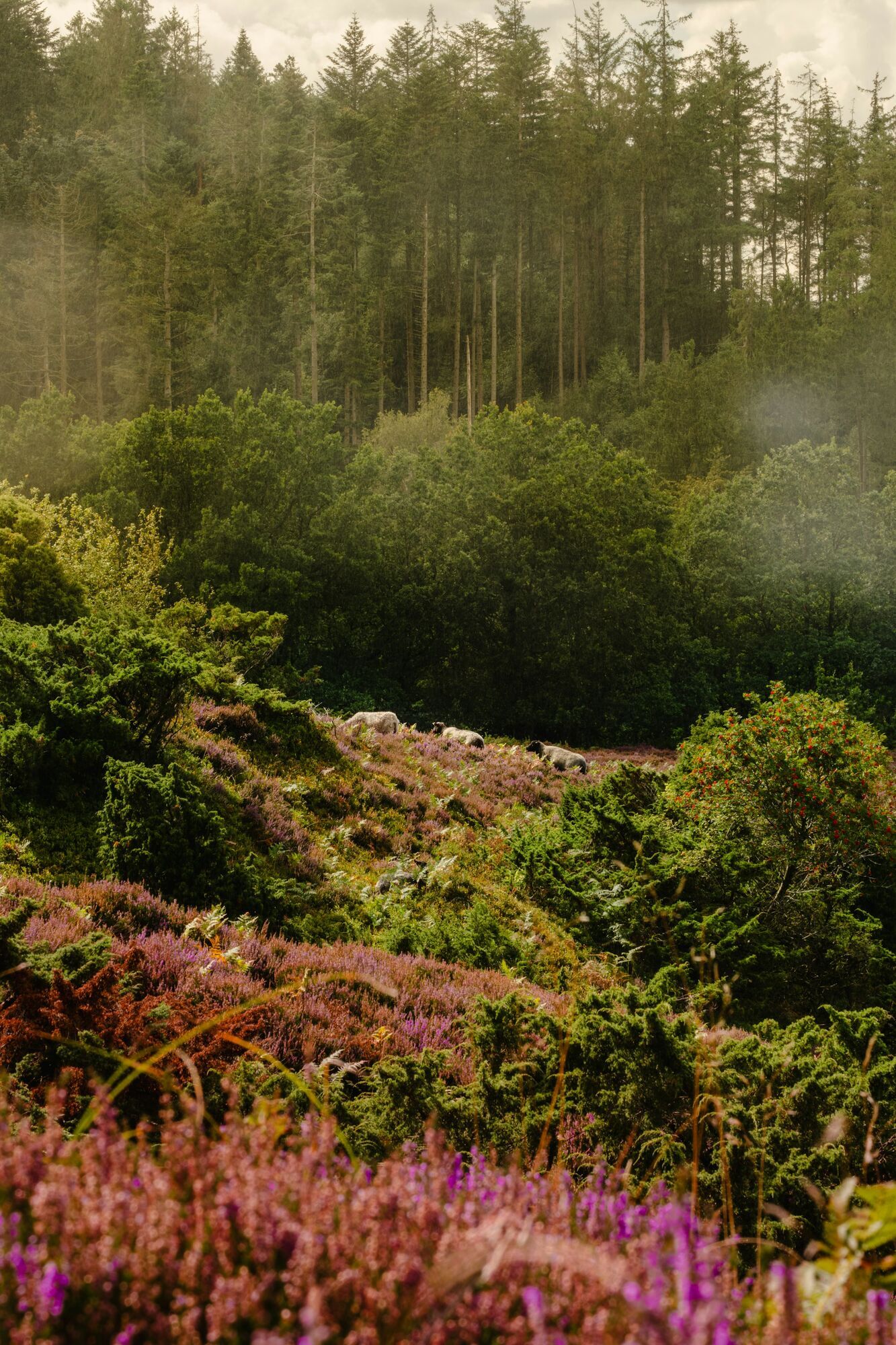 A lush green forest with blooming heather and a small herd of sheep grazing on a hillside in Jutland, Denmark