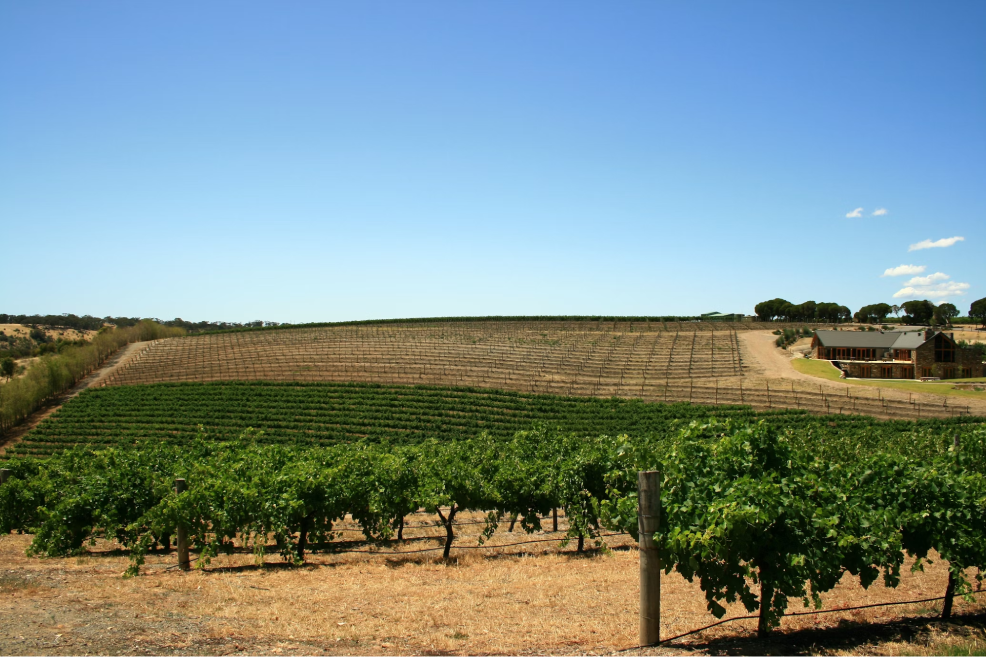 Vineyards in the Barossa Valley near Adelaide under a clear blue sky
