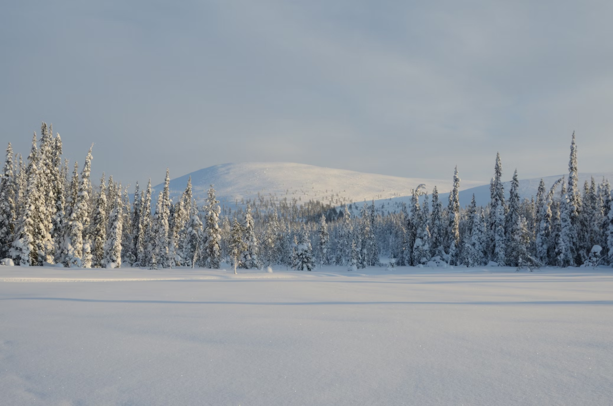 Snow-covered forest and distant fells in Pallas-Yllästunturi National Park, Finnish Lapland