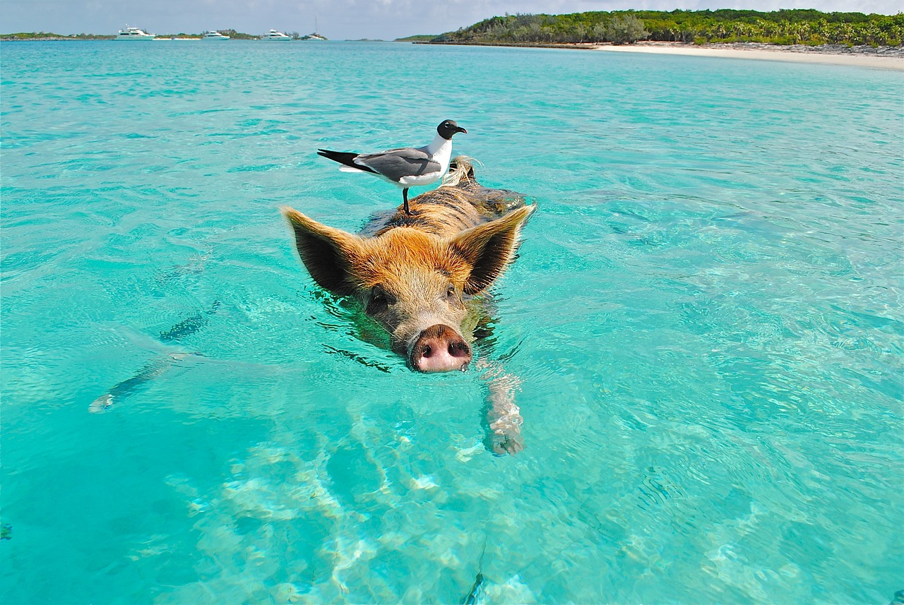 Swimming pig with a seagull on its back in clear turquoise waters near Staniel Cay, The Bahamas