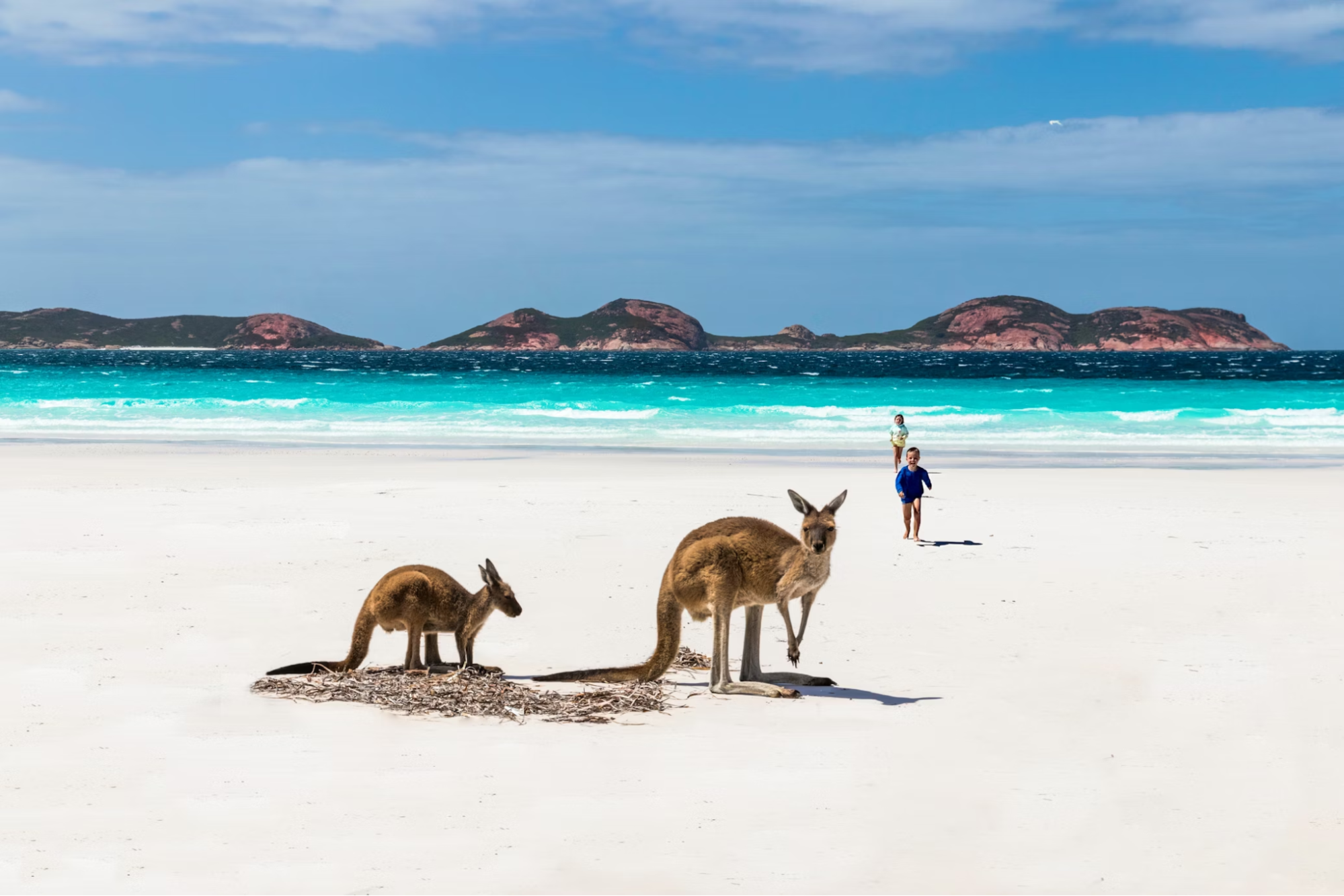 Two kangaroos on a white sand beach with turquoise water and distant islands