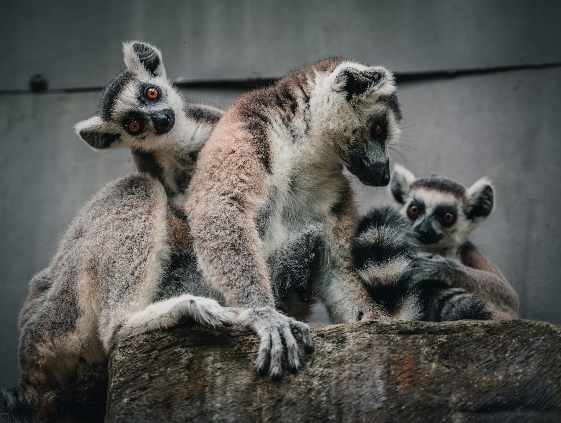 Three ring-tailed lemurs sitting on a rock, looking alert