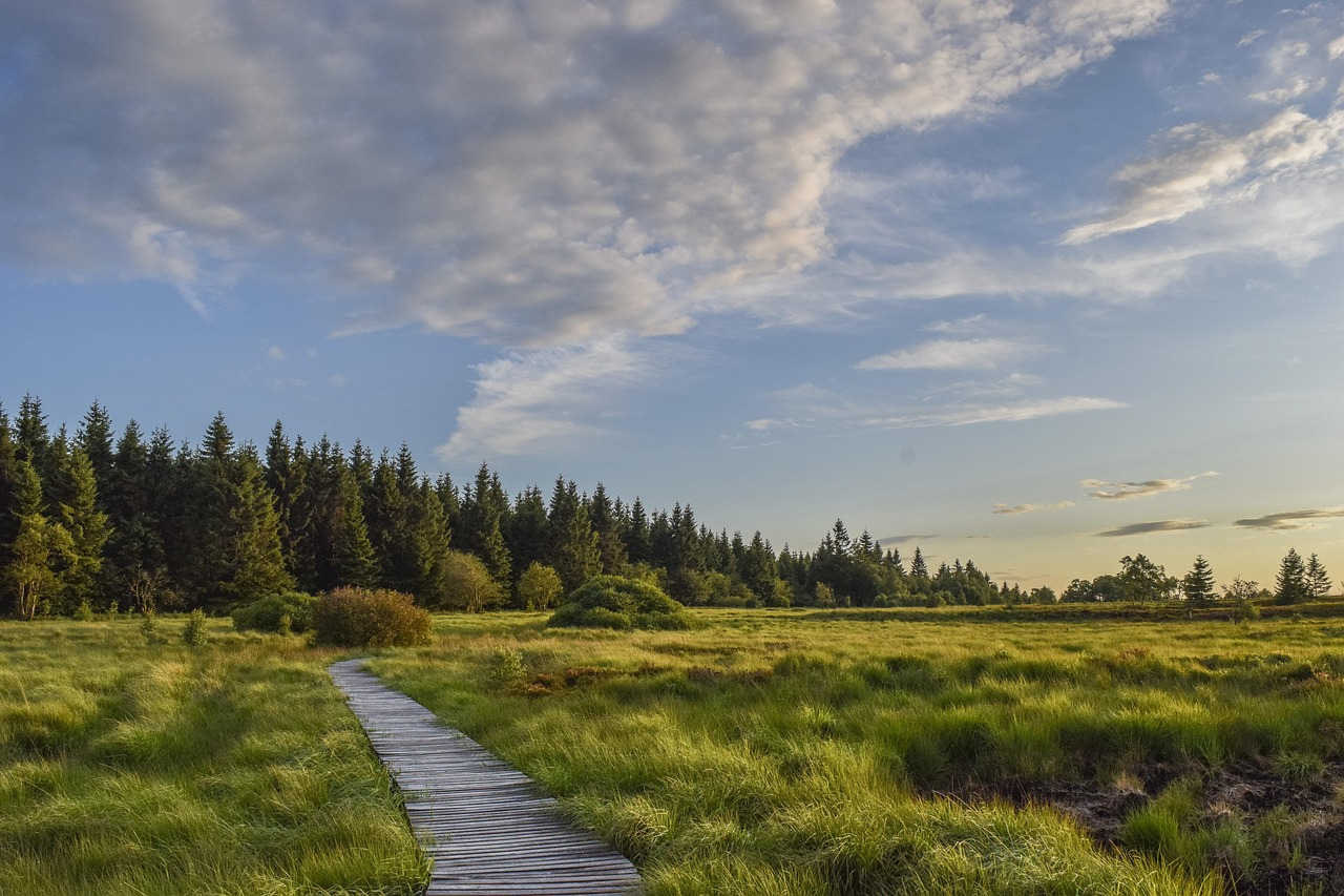 Wooden boardwalk through Pollardstown Fen marshland