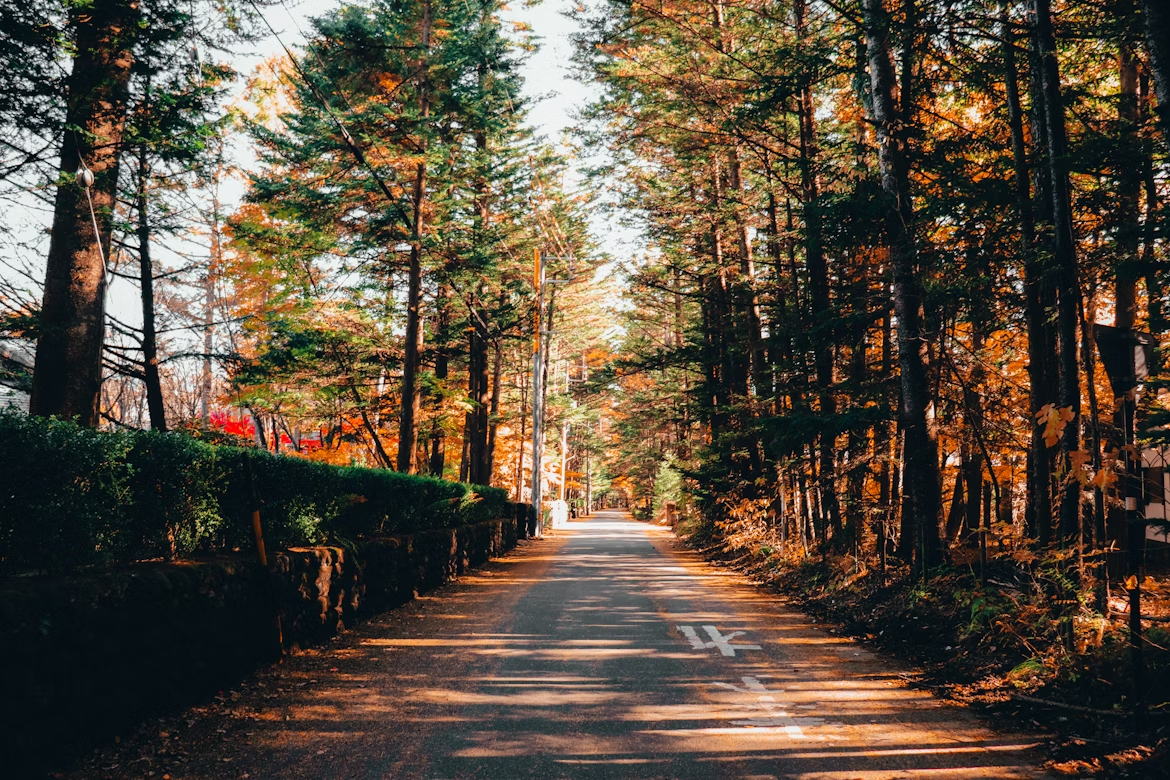 Tree-lined path in Karuizawa during autumn