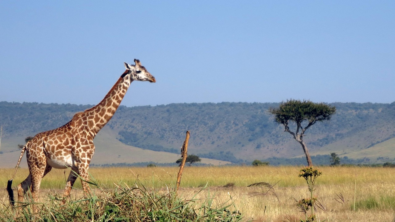 Giraffe walking through the Mara Naboisho Conservancy in Kenya