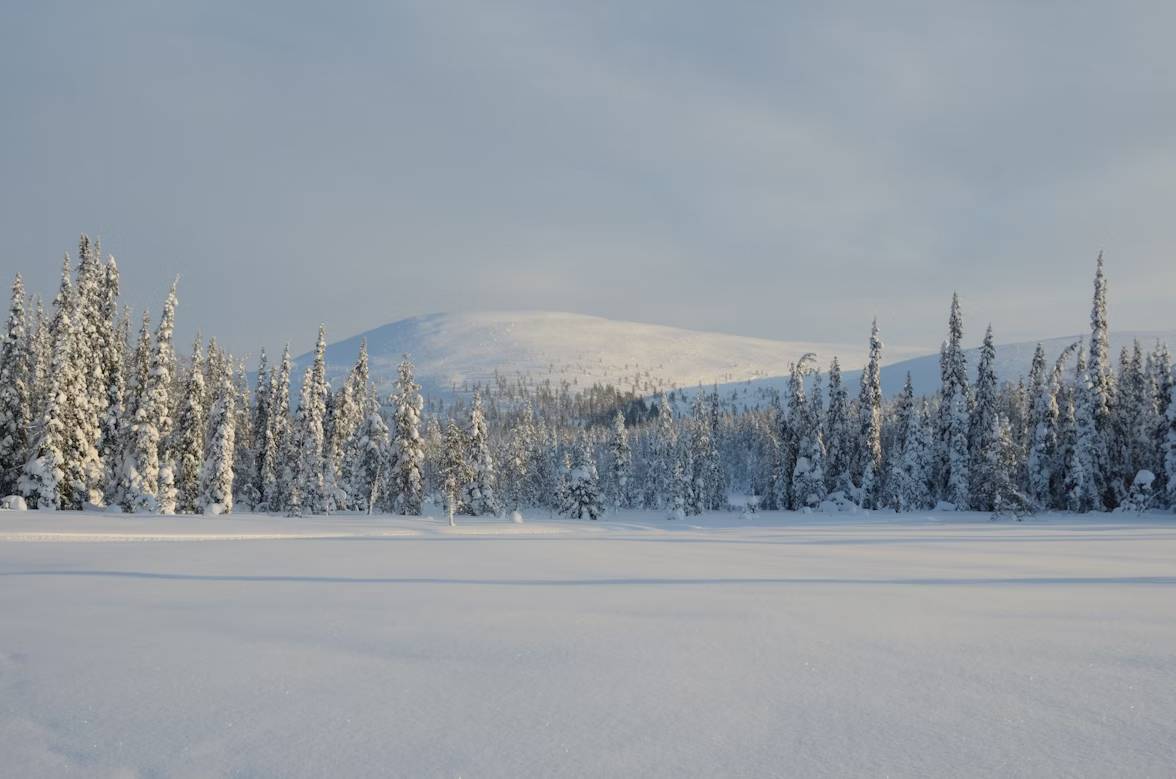 Snow-covered trees and hills in a winter landscape of Finnish Lapland