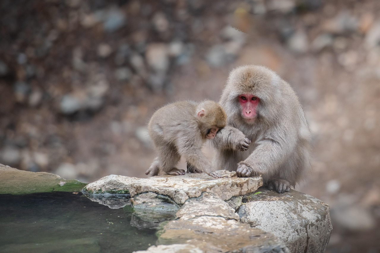 Japanese macaques bathing in hot springs at Jigokudani Monkey Park