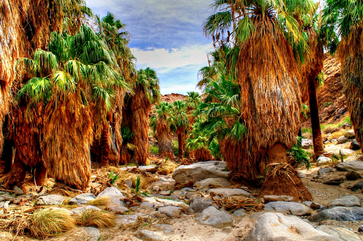 Scenic view of Agua Caliente Indian Canyons with palm trees and rocky terrain