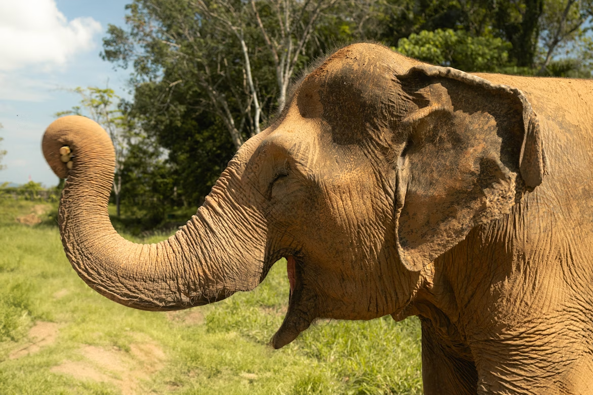 Elephant at Phuket Elephant Sanctuary in a natural setting