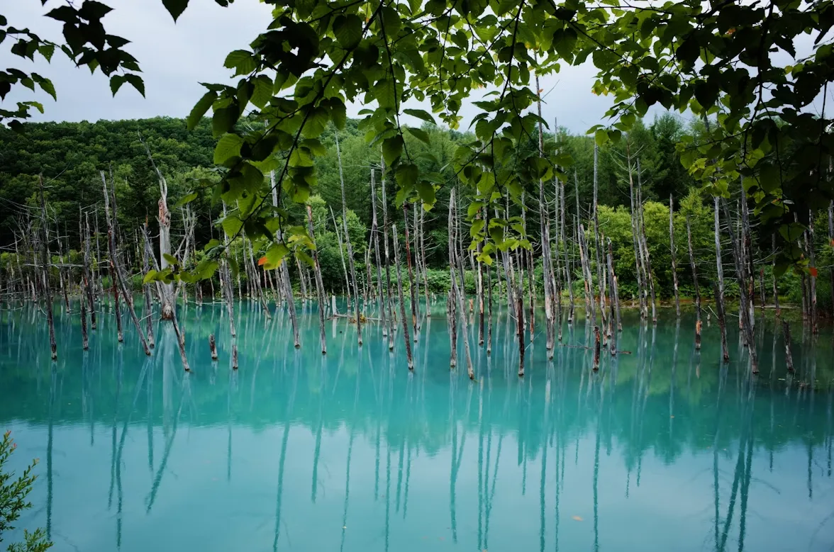 Shirogane Blue Pond with turquoise water and tree reflections