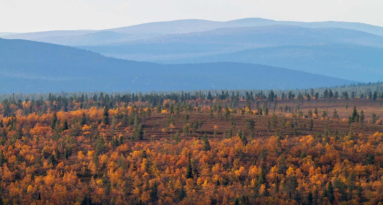 Autumn landscape in Saariselkä, Lapland