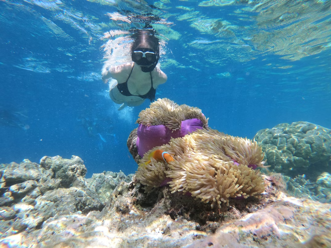 Snorkeler exploring coral reef with clownfish and sea anemone