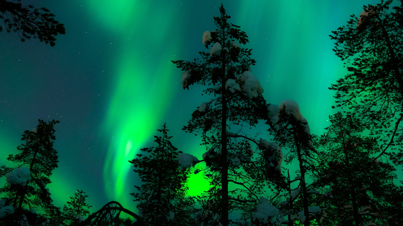 Northern lights above snowy trees in Lapland