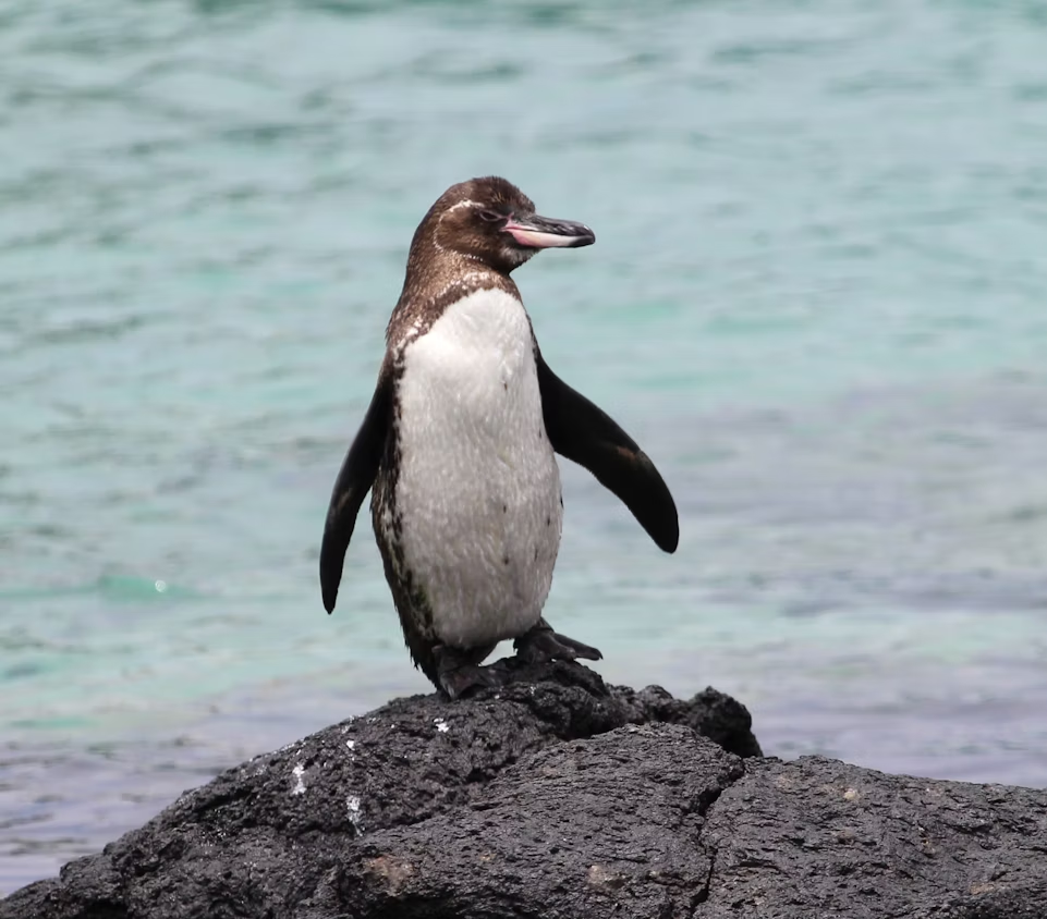 Galápagos penguin standing on volcanic rock in the Galápagos Islands