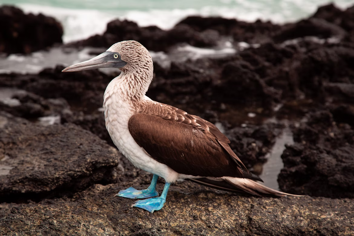 Blue-footed booby on Isla de la Plata, Ecuador