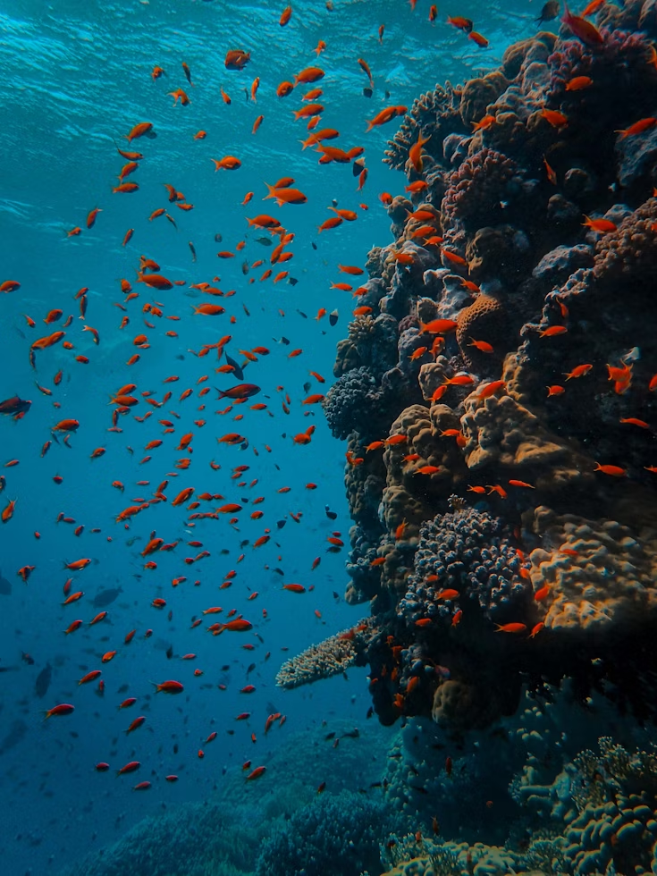 Colorful coral reef with small fish