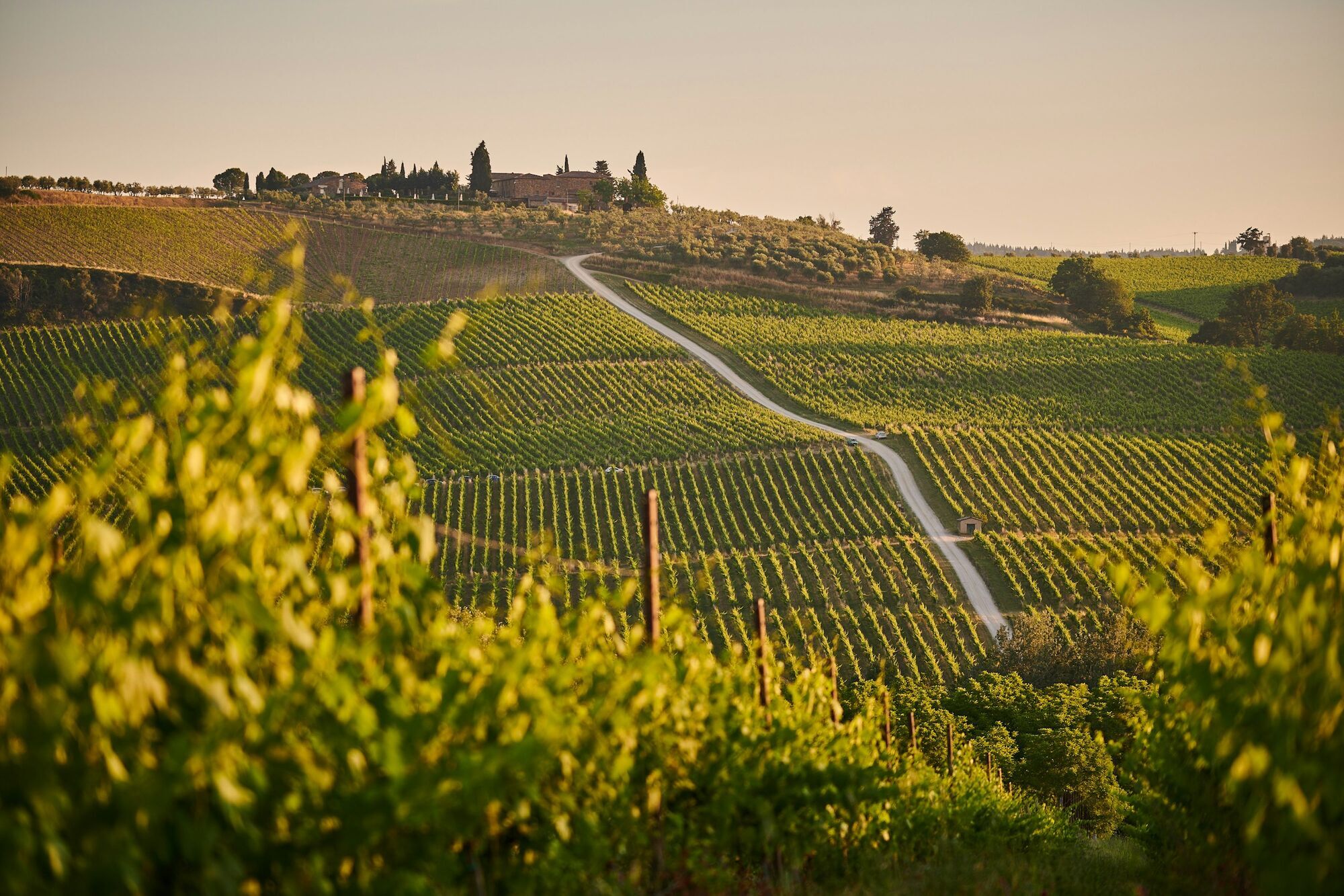 Vineyards in Tuscany at sunset