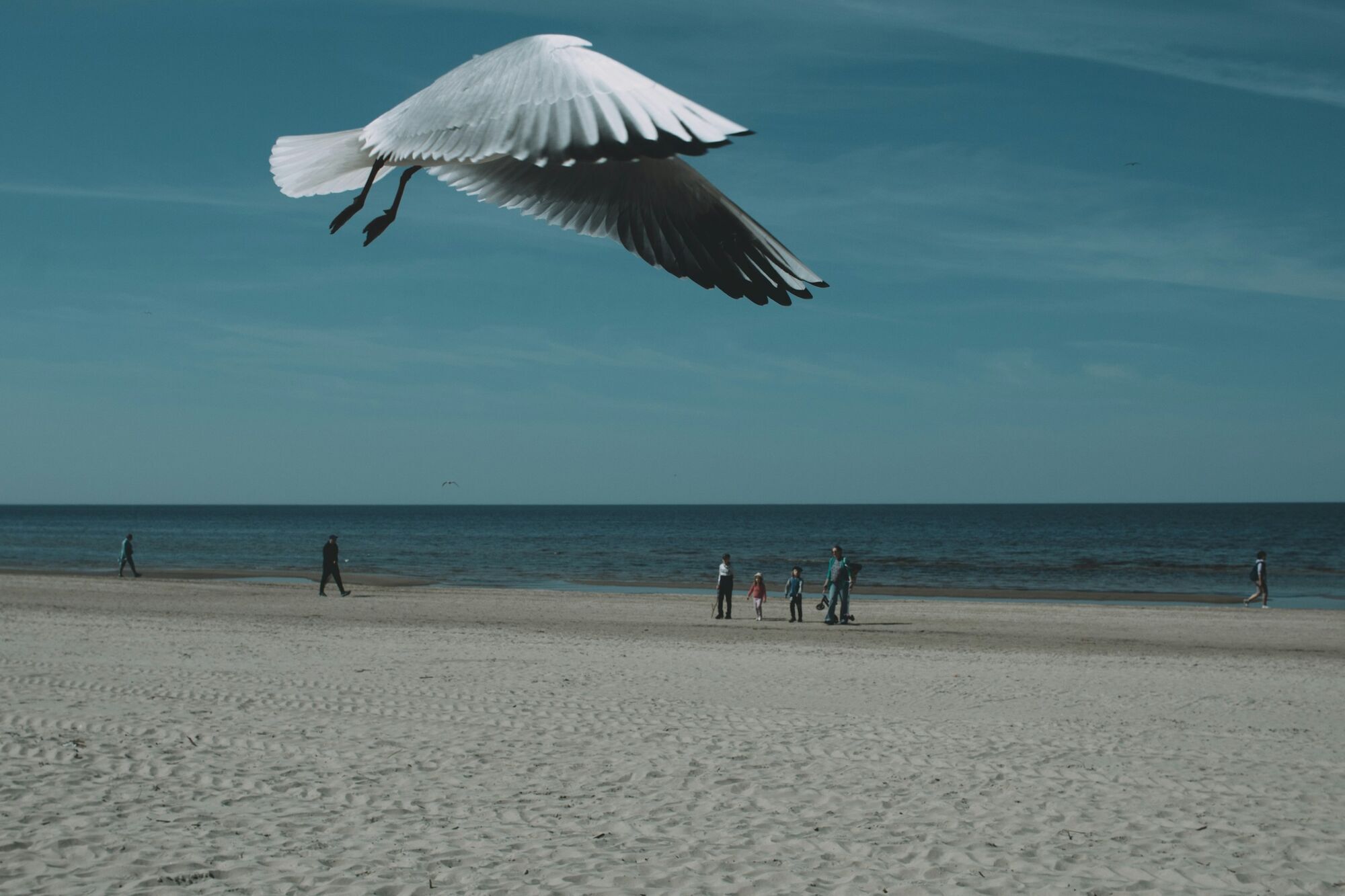 Seagull flying over Jurmala beach with families walking by the Baltic Sea