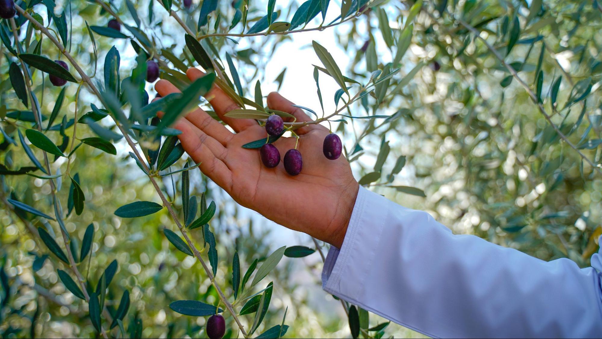 Hand picking ripe olives from a tree