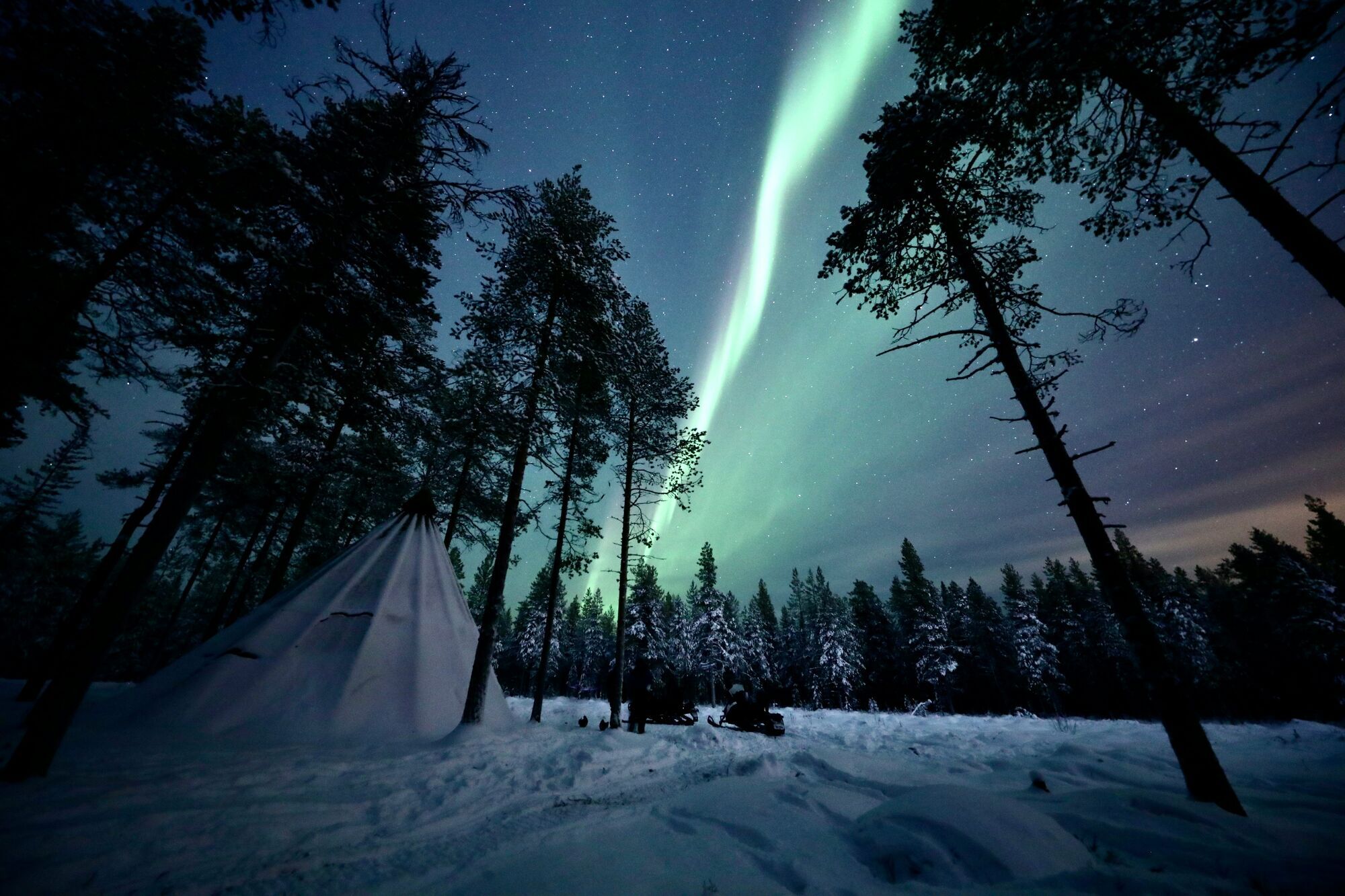 Aurora Borealis glowing above a snowy Lapland forest.