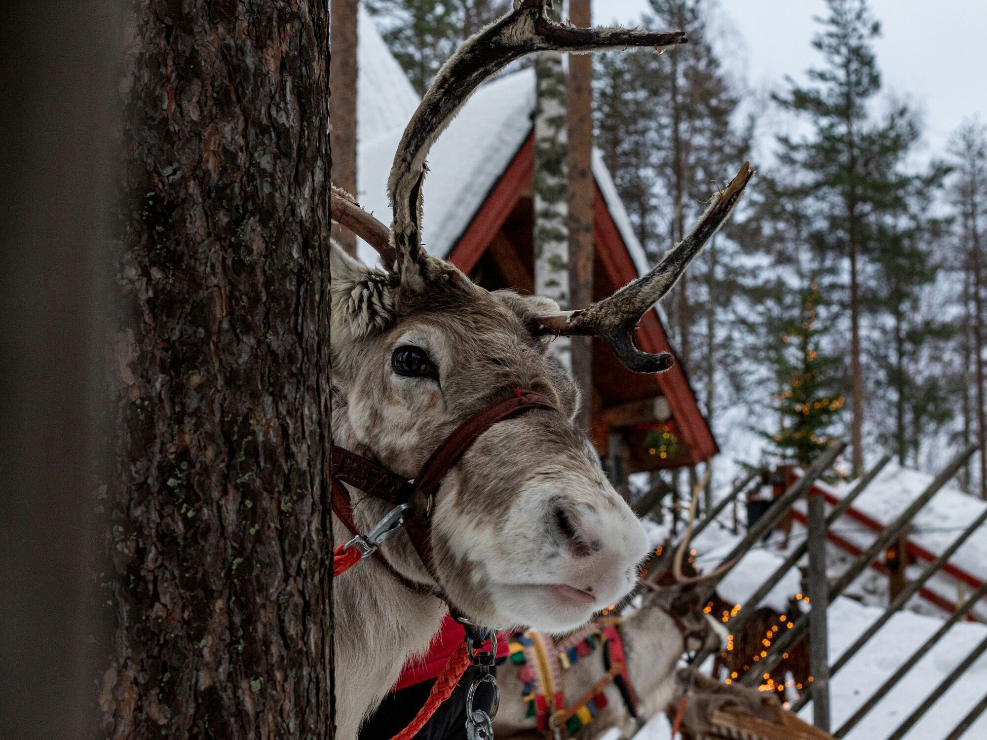 Reindeer standing near a wooden lodge decorated with winter lights.