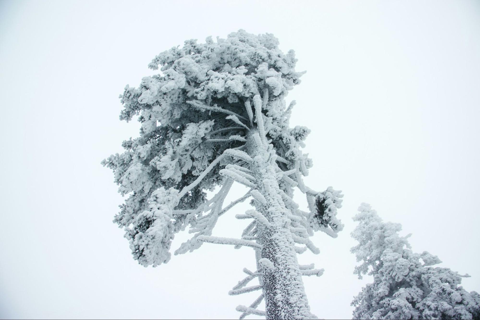 Snow-covered tree during freezing winter conditions