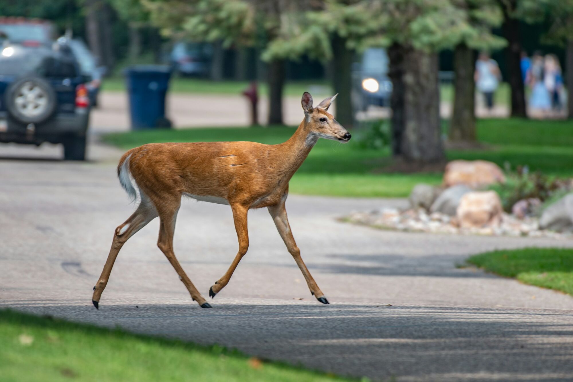 Deer crossing a suburban road