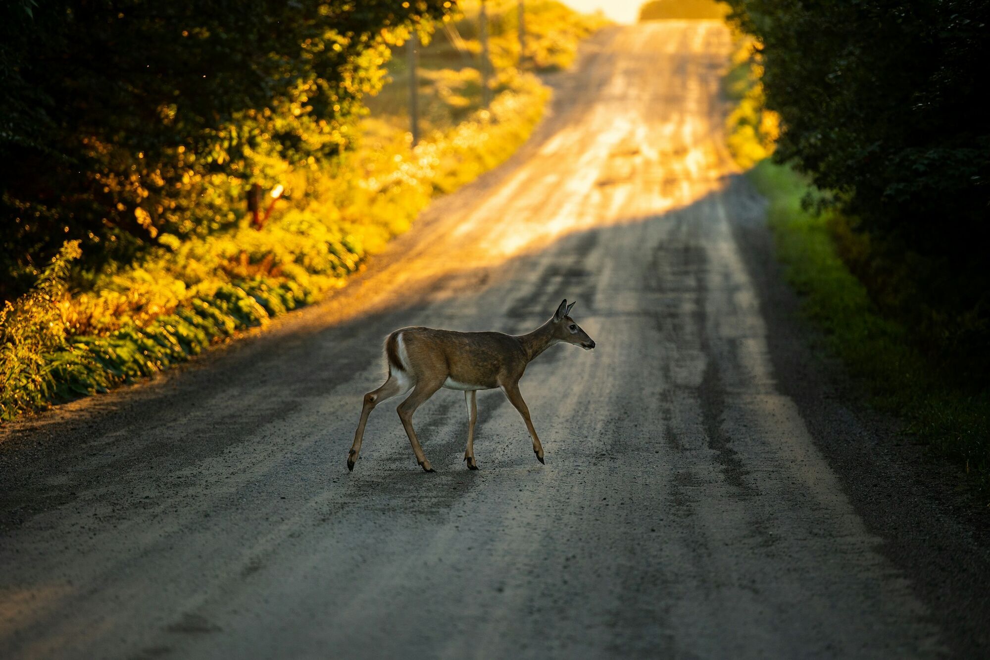 Deer crossing a rural road at dusk