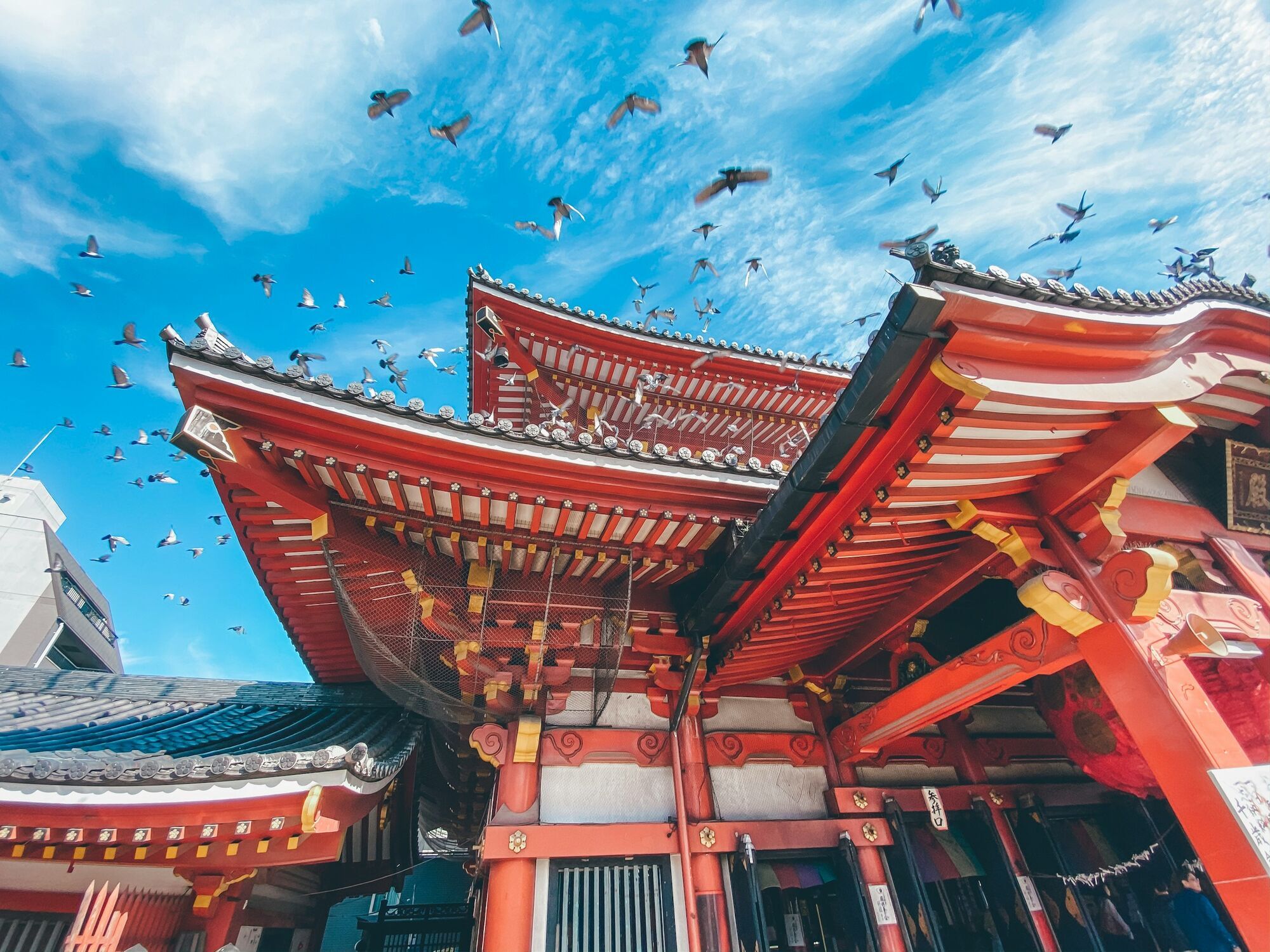 Red Japanese temple rooftops with birds flying overhead