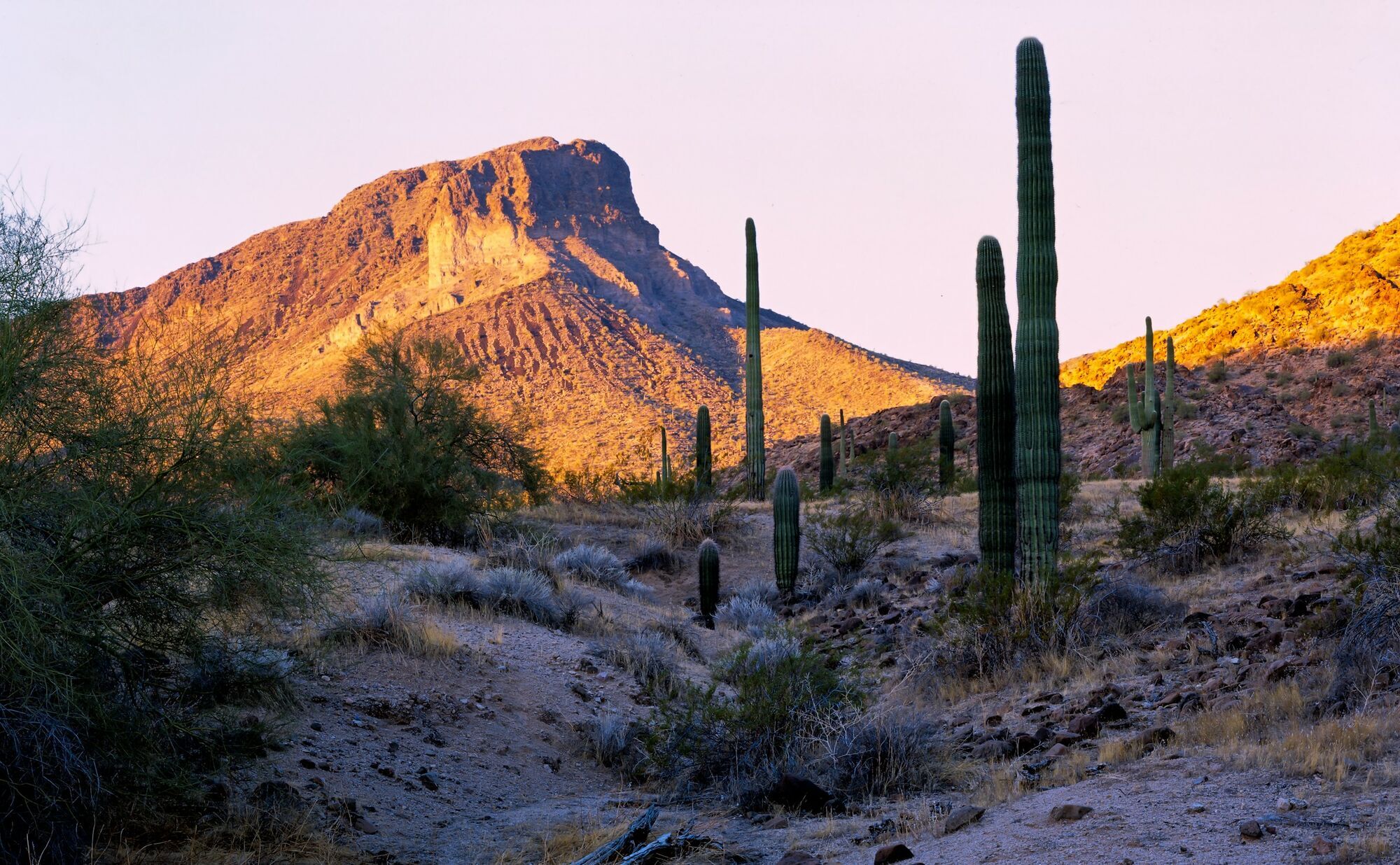 Tall saguaro cacti and rocky hills in a desert landscape