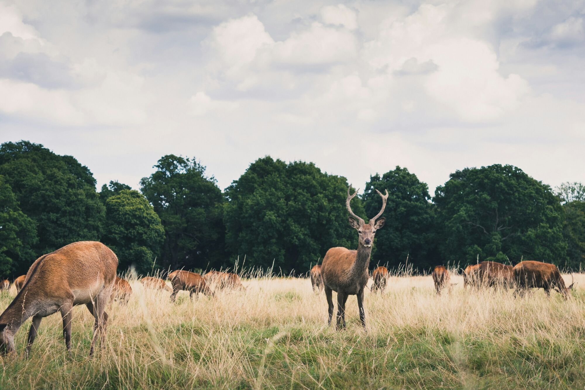 Deer grazing in a grassy park