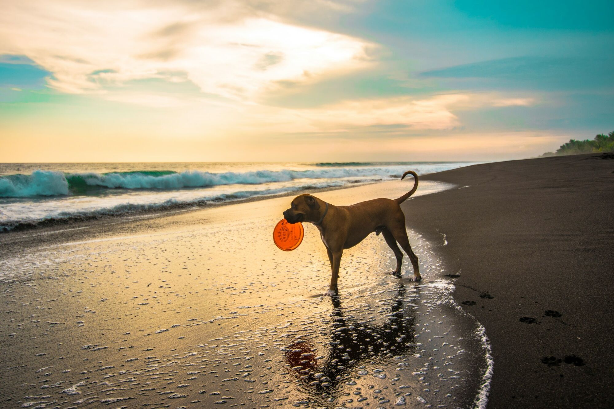 Dog carrying a frisbee on the beach