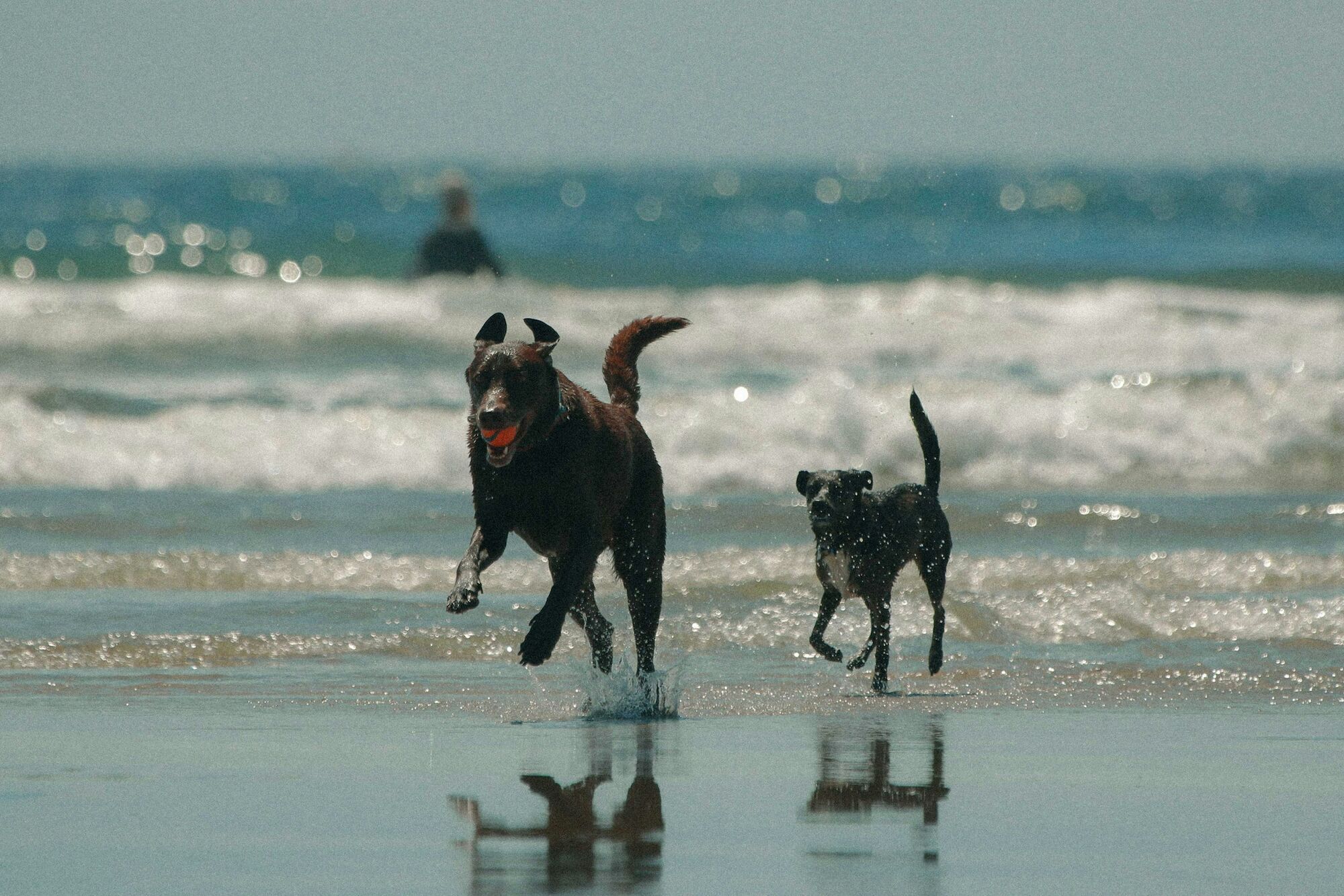 Two dogs running through shallow sea water