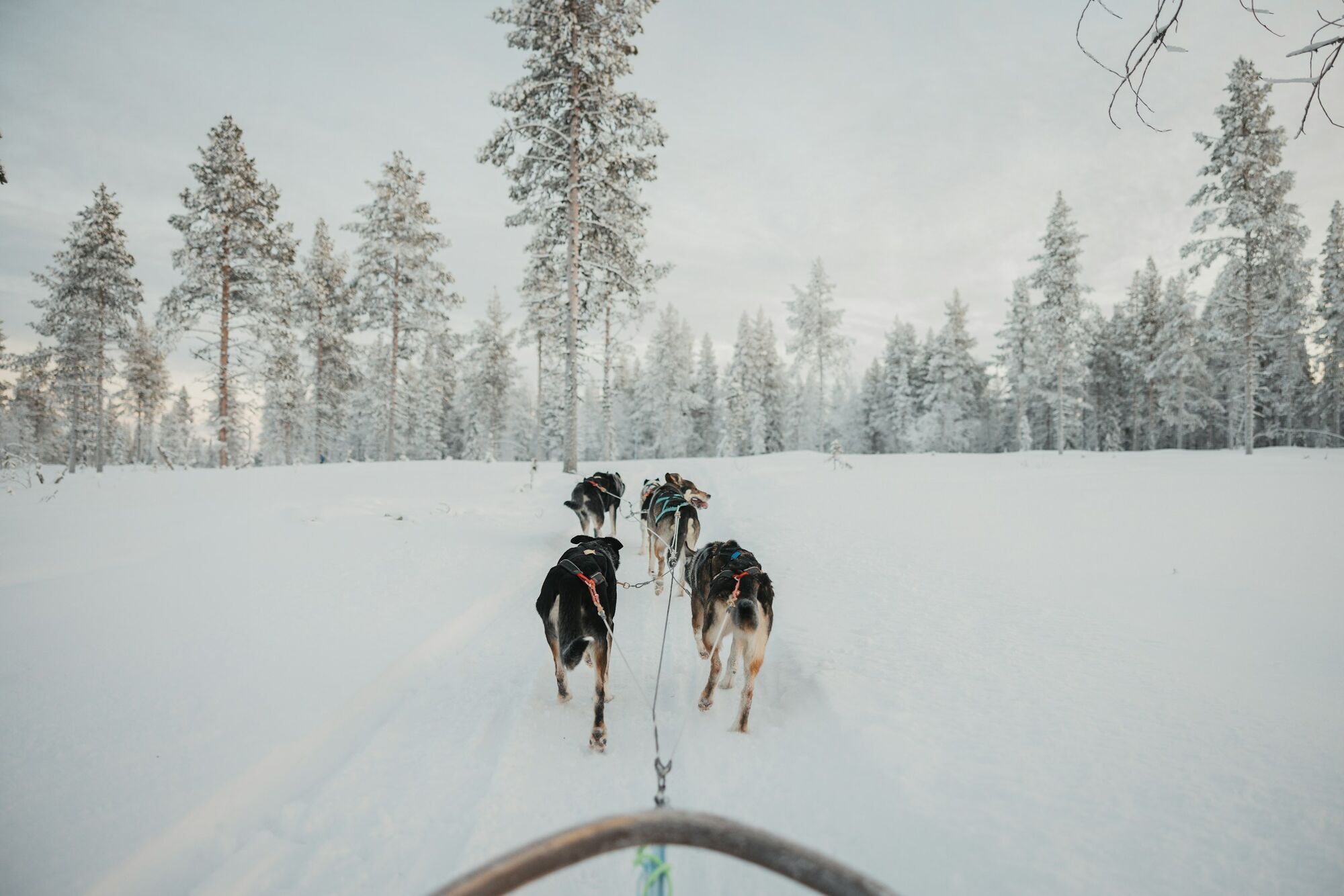Husky safari through snowy forests near Kittilä