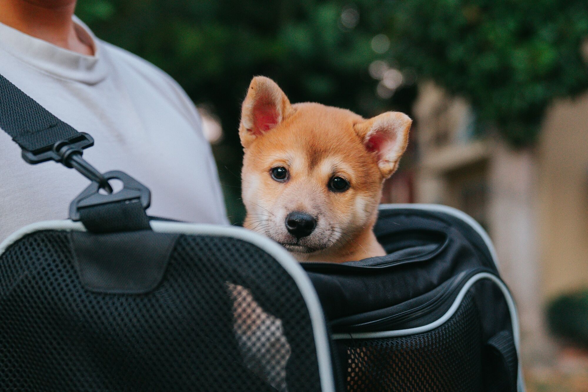 Small dog sitting inside a soft-sided pet carrier