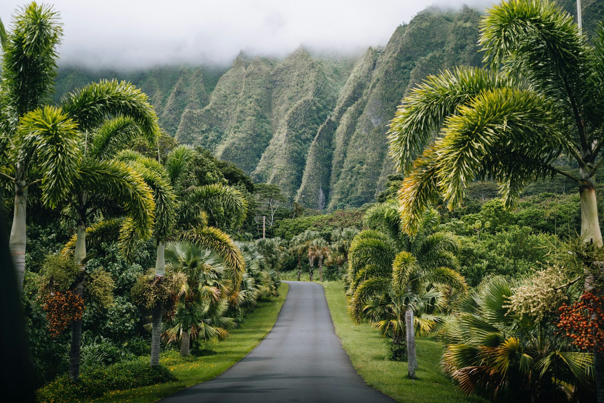Palm-lined road leading toward lush green mountains in Hawaii