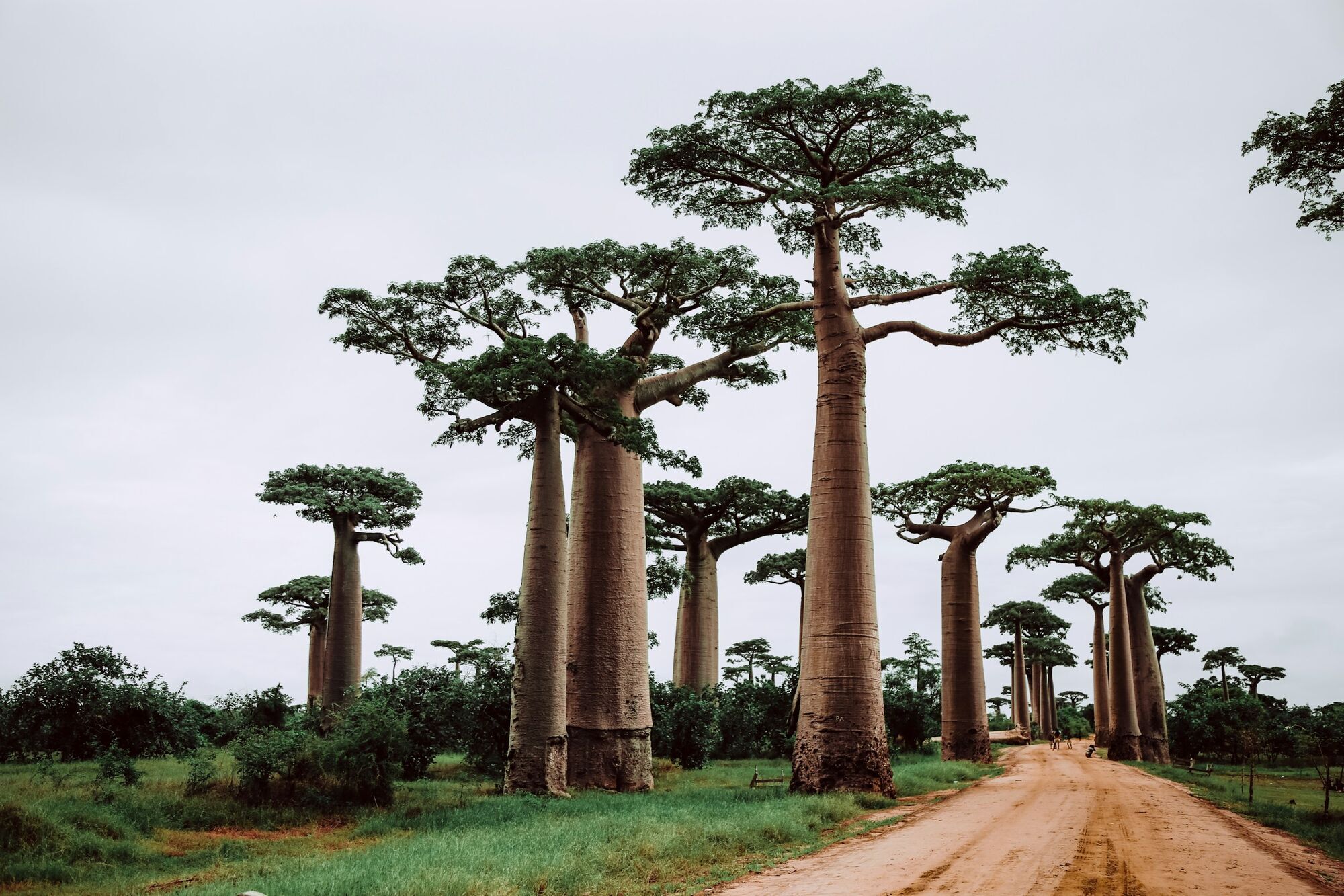 Baobab trees along dirt road in Madagascar